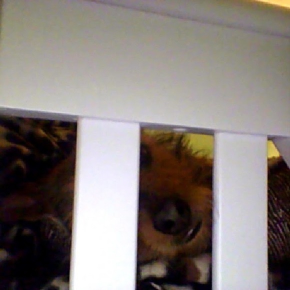 Meet your Posher, Daniela - Picture 1 of 1